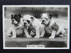 BULLDOG PUPPIES - DOGS R/P by Senior Service Cigarette Cards 1939 - Picture 1 of 1