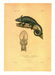Cabinet de curiosité planche affiche A3 zoologie caméléon madécasse - Picture 1 of 1