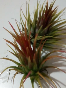 Tillandsia ionantha var ionantha plantas colección CLAVEL DE AIRE 5 cms aprox. - Foto 1 di 9