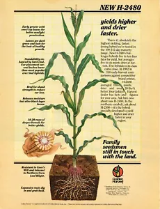 1983 Print Ad of Golden Harvest Hybrid Corn Seed H-2480 - Picture 1 of 2