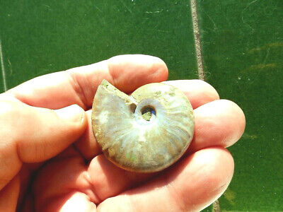 Fosiles Ammonite   Excelente Harpoceras Irisado De Madagascar  -  12c20   • 7.25€