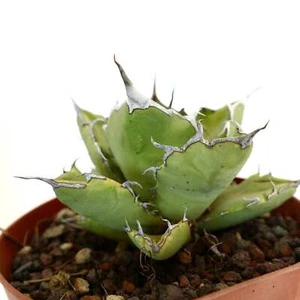 Agave Titanota cv JIM CLARK (compacto con grandes espinas finales) - - Imagen 1 de 8