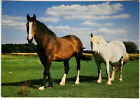 Konie AK Pocztówka - Sü - Konie z zimną krwią