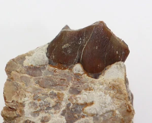 Oreodont, Merycoidodon culbertsoni, Tertiär, Oligozän, White River Fm, USA -L348 - Bild 1 von 6