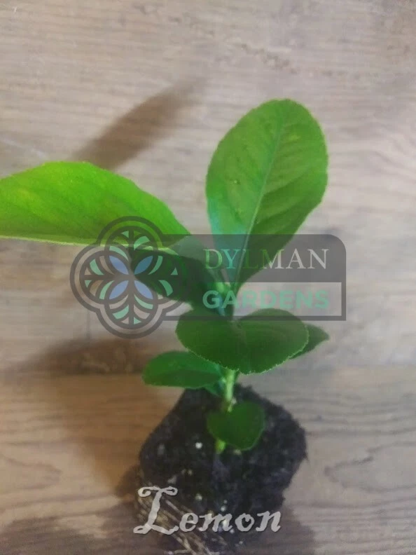 Plántula de árbol de limón 'Eureka' - Citrus limon 'Eureka' - Planta viva de 2 a 4 pulgadas Foto 1 de 4