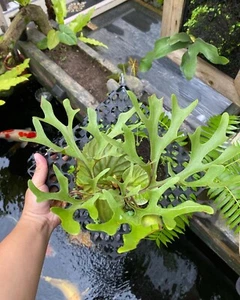 Platycerium Ridleyi buy 5 free 1 + free Phytosanitary Cert - Picture 1 of 8