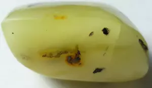 Baltischer Bernstein polierter Stein Natur Insekt innen Anhänger 29g Halskette - Bild 1 von 5