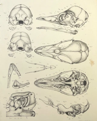 Huesos de calavera de animales impresión 1866 ilustración zoológica antigua varias especies Foto 1 de 4