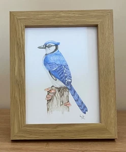 Freehand Framed Colouring Pencil Drawing - Blue Jay Bird - Picture 1 of 3