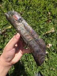 Seltener großer Edelstein lila/gold Ammolith Baculit Fossil Muschel aus Kanada Ammonit  - Bild 1 von 6