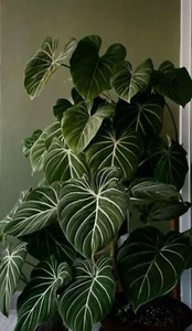 ZT 1888MH Philodendron Camposportoanum Climbing Plants Samen Stück 3 - Bild 1 von 1