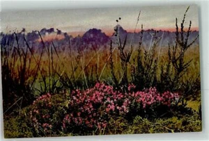 39426563 - Arznei Pflanzen Folge III Thymus serpyllum Quendel Feldthymian - Bild 1 von 2