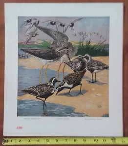 Lynn Bogue Hunt 1917 aufgelisteter Künstler gelbe Beine und Regenpfeifer Dupont Kunstdruck - Bild 1 von 12