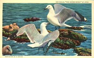 Sea Gulls the Sacred Birds of Utah 1965 Postcard - Picture 1 of 2