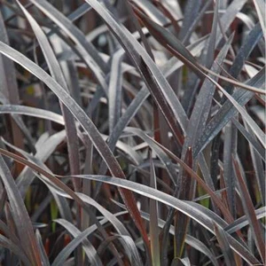 Phormium Back in black | Plug plant | Hardy Plant - Picture 1 of 1