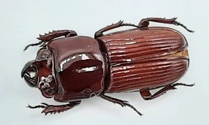 Lucanidae, Figulus striatus, A1, 15 mm, Reunion, #LM294 - Zdjęcie 1 z 1