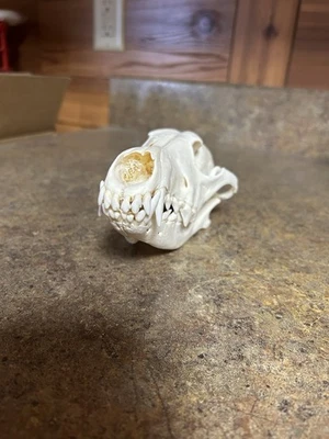 Crânio de coiote autêntico Dakota do Sul crânio de coiote - Imagem 1 de 3