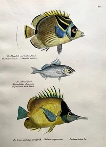1833 H. Schinz (1777-1861), Schmetterlingsfisch, Handfarbe, Steinlithographie, Folio - Bild 1 von 4