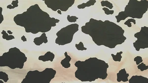 Fabric Fabric Traditions Cow Print for Costumes Quilt Sew 3 Yds $6.95/Yard - Picture 1 of 4