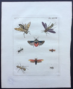 VERY RARE 1773 DRURY Vol.2 ANTS/BUGS/WASPS Hand-Colored Copper Plate XXXVIII 38 - Picture 1 of 12