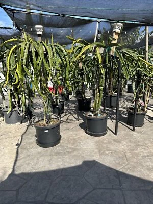 2 Live Dragon Fruit Tree Cuttings 8-12 Inches - Image 1 of 4