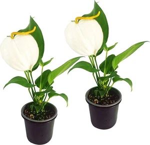 Anthurium Scherzerianum by LEAL PLANTS ECUADOR White 2 PK live plant - Picture 1 of 7
