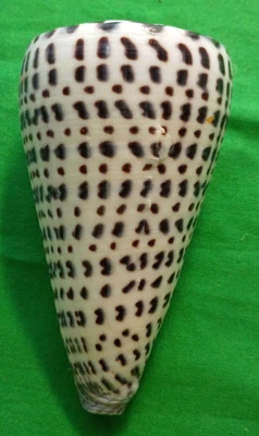 Conus litteratus #M0924 Fiji 98mm - Image 1 of 4