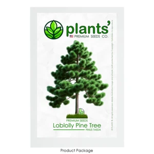 Loblolly Pine Tree | Premium Seeds | Pinus taeda | Plants'® - Picture 1 of 15