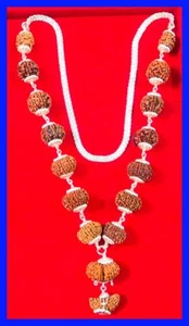 Rudraksh Siddha Mala / Siddha Combination / 1 till 14 Mukhi Rudraksha - Nepal - Picture 1 of 3