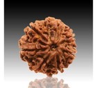7 Mukhi Rudraksha Beads 7 Face Rudraksh Nepal Origin AAA+ 200% Genuine Energized