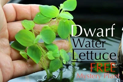 (SOLD OUT!) 15+ Leaf Dwarf Water Lettuce (+ FREE BONUS PLANT)   - Image 1 of 4