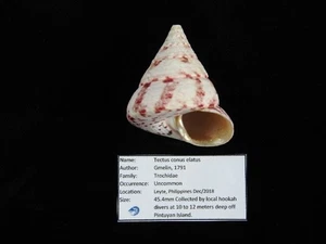 Muschel Tectus conus elatus 45,4mm ID#9535 - Bild 1 von 4