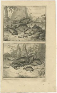 No. 384 Fish Species - Valentijn (1726) - Picture 1 of 1