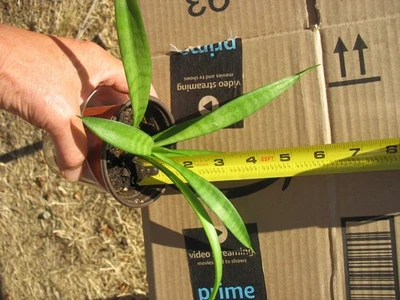 Sansevieria Parva - Image 1 of 2