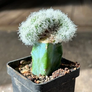 A14-1645. Sulcorebutia patriciae f. cristata (Grafted) - Picture 1 of 3