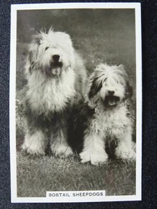 THE BOBTAIL SHEEPDOG - DOGS R/P by Senior Service Cigarette Cards 1939 - Picture 1 of 1