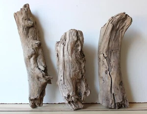 Treibholz Schwemmholz Driftwood 3 knorrige Hölzer Terrarium 29-38 cm **293** - Bild 1 von 16