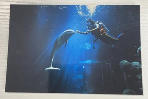 Divers in the Deep Epcot Center Disney World Continental Size Postcard - Picture 1 of 2