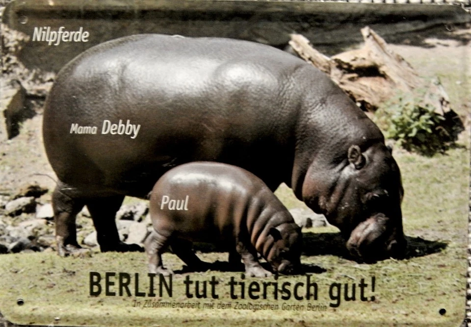 Blechpostkarte, 14,5 x 10 cm, BERLIN Zoo, Nilpferde, neu,  ovp, top -11- - Bild 1 von 1