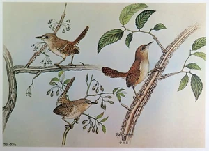 Rex Brasher Bird Print, House Wren on Wahoo Elm, 16x12 in. - Picture 1 of 3