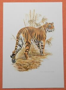 Tiger Panthera tigris Bengaltiger  Raubkatze  Farbdruck 1958 Zoologie