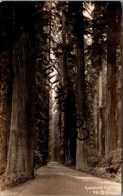 Real Photo Row Of Trees At Redwood Highway Roadside Trees RPPC U227 - Image 1 of 2