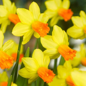 Mini Daffodil JETFIRE Bulbs-Spring Flowering-Ready to Plant 8/10CM X20 Bulbs, - Picture 1 of 1