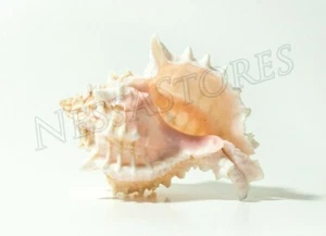 Pink Murex Phyllonotus erythrostomu Hermit Crab Sea Shell 3 1/2"-4" (1 pc)#JC-41 - Picture 1 of 5