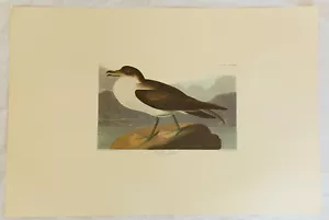 The Birds of America. Audubon. Wandering Shearwater. Amsterdam Edition. - Picture 1 of 1