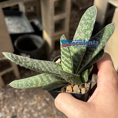Gasteria brachyphylla - Suculenta de raíces vivas Foto 1 de 3