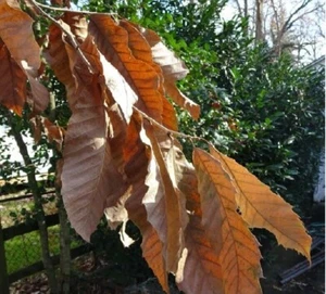 Chestnut leaves PH reducer, shrimp breeding rich in tannins - Picture 1 of 3