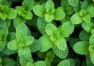 4 oz Candle Scent Oil-PEPPERMINT - Picture 1 of 2