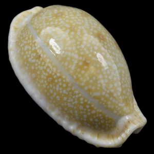 CYPRAEA (Naria) EROSA (Olango Isl., Philippines) 31.6mm #40230 - Picture 1 of 4