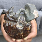 0.39Lb Natural Ammonite Fossil Conch Specimen Healing Xl524